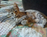 Micina